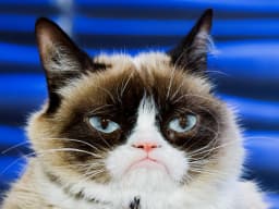 grumpy-cat